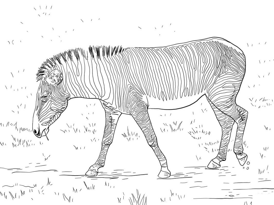 Desenho deZebra Selvagem 2 para colorir