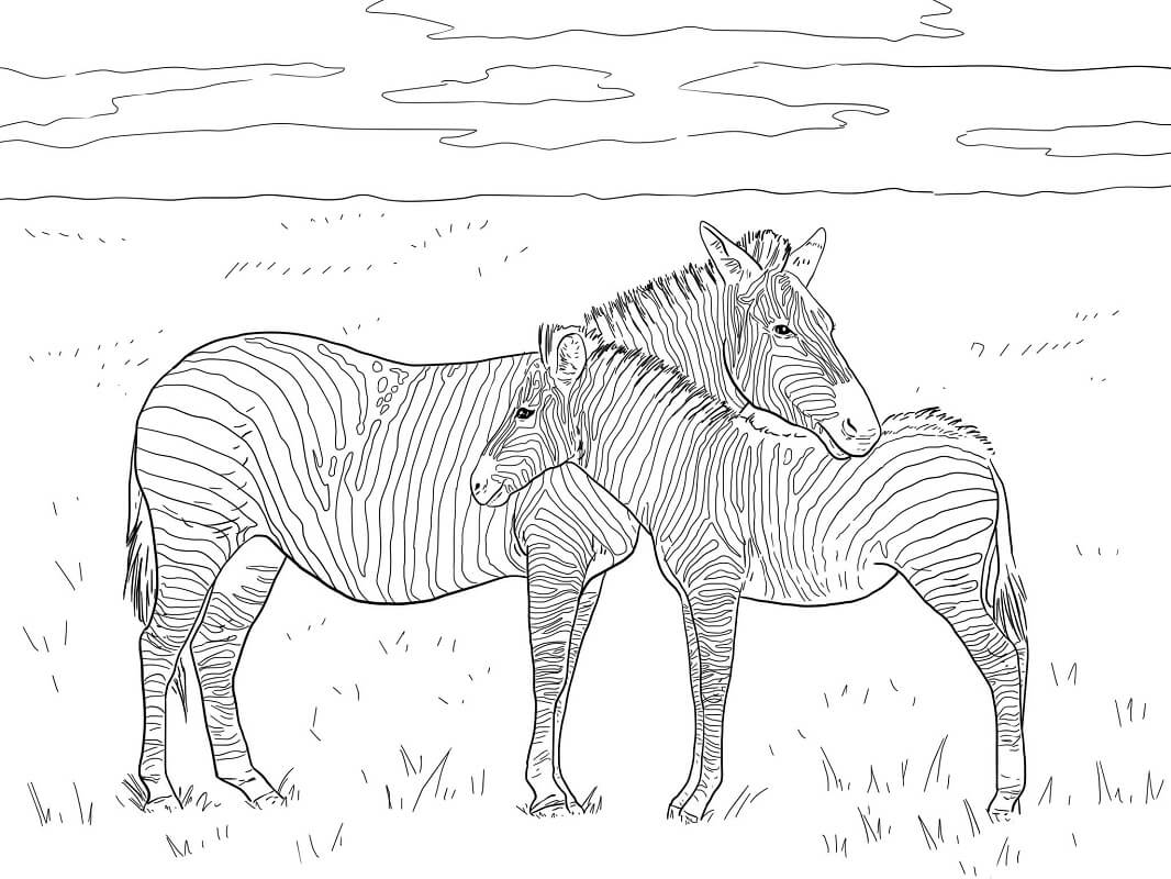 Desenho deZebra Selvagem 3 para colorir