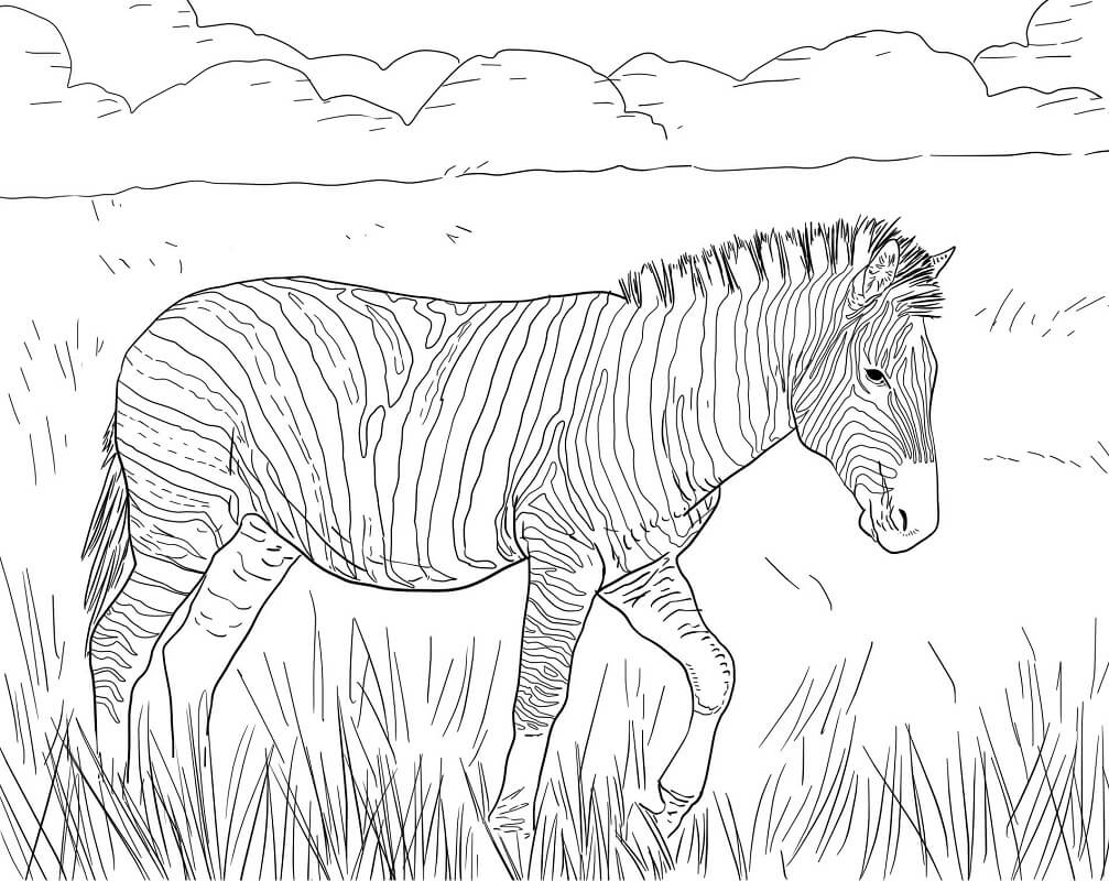 Desenho deZebra Selvagem 4 para colorir