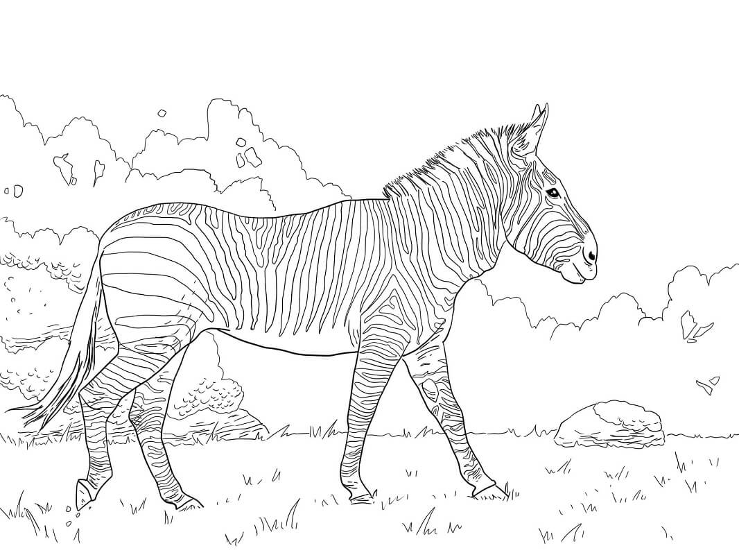 Desenho deZebra Selvagem 5 para colorir