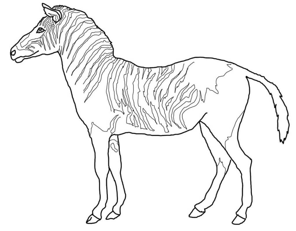 Desenho deZebra Selvagem 6 para colorir