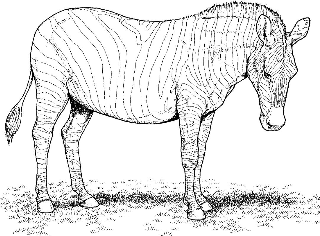 Desenho deZebra Selvagem 7 para colorir