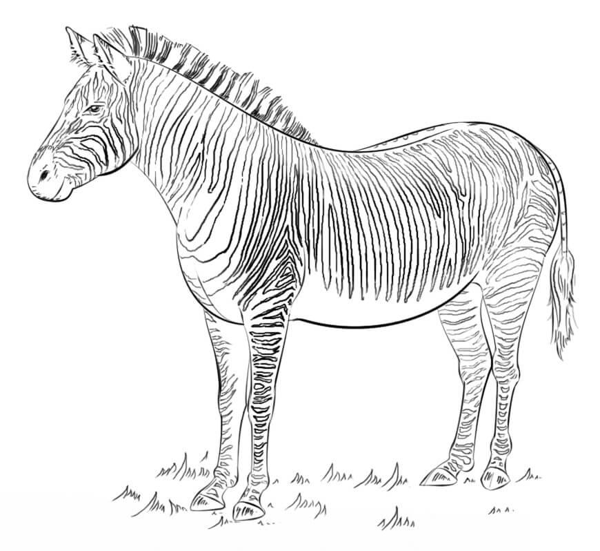 Desenho deZebra Selvagem para colorir